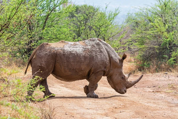 White Rhino Natural Habitat Southern African Savanna — Stock Photo, Image