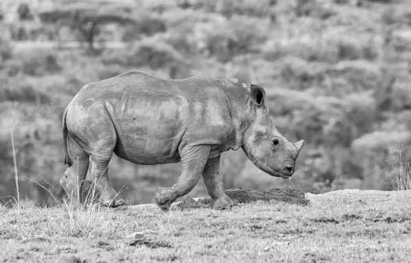 Černo Bílé Fotografie Bílých Nosorožců Telete Přirozeném Prostředí Jižní Africké — Stock fotografie
