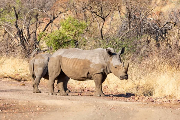 Pair White Rhinos Natural Habitat Southern African Savanna — Stock Photo, Image