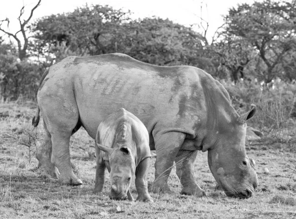 Foto Preto Branco Rinocerontes Brancos Mãe Bezerro Habitat Natural Savana — Fotografia de Stock