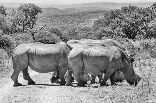 Güney Afrika Savana Doğal Ortamlarında Beyaz Gergedanlar Siyah Beyaz Fotoğraf — Stok fotoğraf