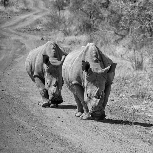 black and white photo of white rhinos in natural habitat in Southern African savanna