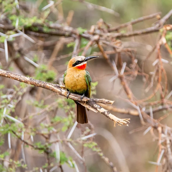 Nahaufnahme Von Weißstirnbienenfresser Südafrika — Stockfoto