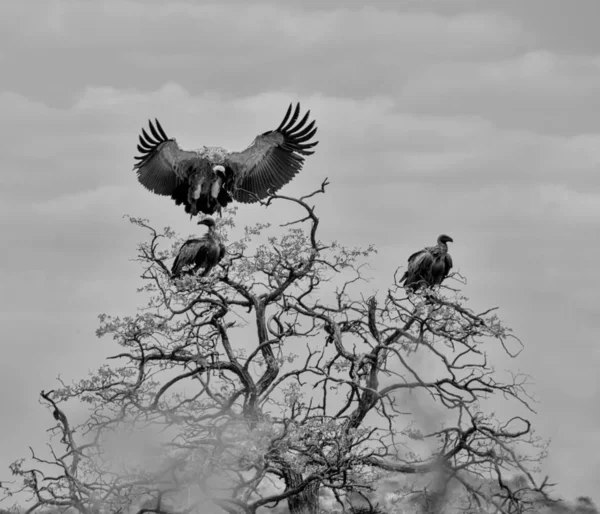 Svartvitt Foto Vita Backas Gamar Uppflugen Träd Hemtrakter Södra Afrikanska — Stockfoto