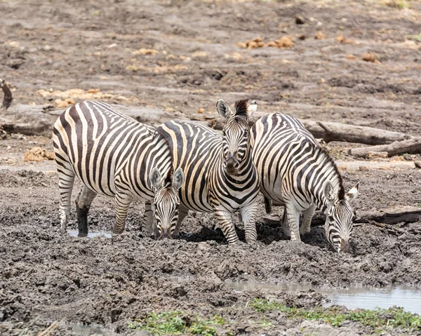Állomány Zebrák Ivóvíz Öntözés Lyuk Dél Afrikai Szavanna — Stock Fotó