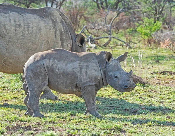 pair of white rhinos mother and calf in natural habitat in Southern African savanna
