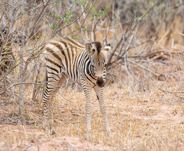 Młodzieńcze Burchell Zebra Południowej Afrykańskiej Sawanny — Zdjęcie stockowe