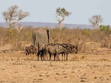 Bir grup içinde Güney Afrika savana mavi Wildebeest