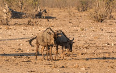 Bir grup içinde Güney Afrika savana mavi Wildebeest