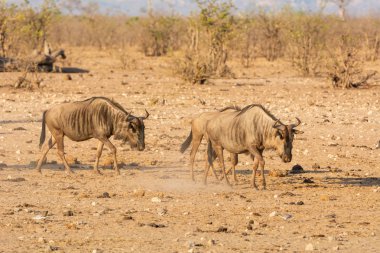 Bir grup içinde Güney Afrika savana mavi Wildebeest