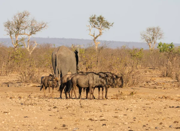 Bir grup içinde Güney Afrika savana mavi Wildebeest