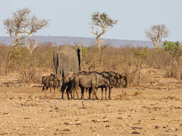 Bir grup içinde Güney Afrika savana mavi Wildebeest