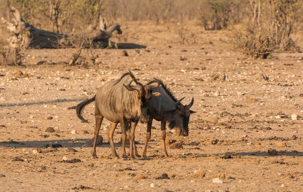 Groupe Gnous Bleus Dans Savane Afrique Australe — Photo