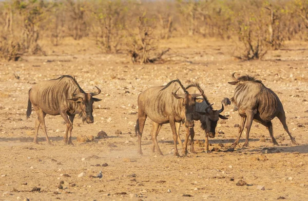 Bir grup içinde Güney Afrika savana mavi Wildebeest