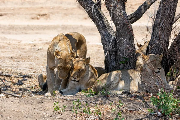 Θηλυκά Λιοντάρια Στην Νότια Αφρικανική Σαβάνα — Φωτογραφία Αρχείου