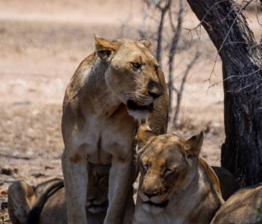 Güney Afrika savana dişi aslan