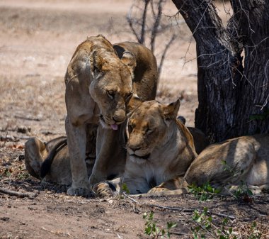 Güney Afrika savana dişi aslan
