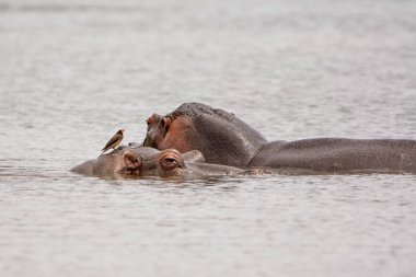 Suaygırları Güney Afrika savana bir sulama delik içinde