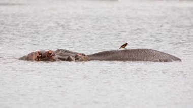 Suaygırları Güney Afrika savana bir sulama delik içinde