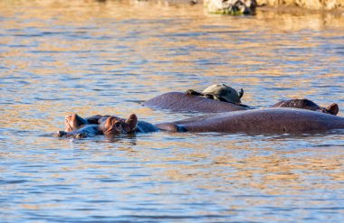 Suaygırları Güney Afrika savana bir sulama delik içinde