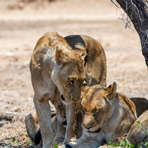 Leões Fêmeas Savana África Austral — Fotografia de Stock