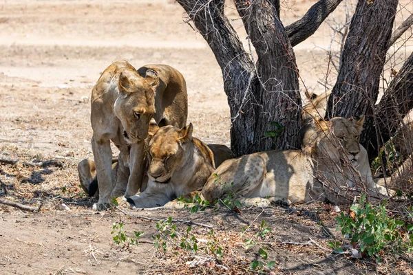 Žena Lvi Jižní Africké Savany — Stock fotografie