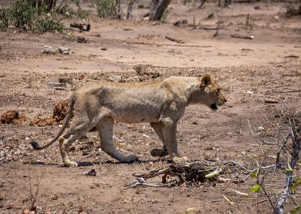 Ένα Θηλυκό Λιοντάρι Στην Νότια Αφρικανική Σαβάνα — Φωτογραφία Αρχείου