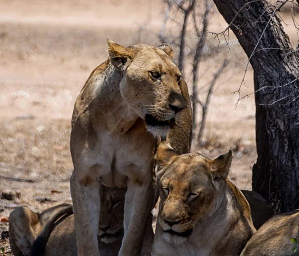 Güney Afrika savana dişi aslan