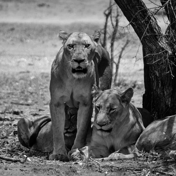 南部非洲稀树草原上的雌性狮子 — 图库照片