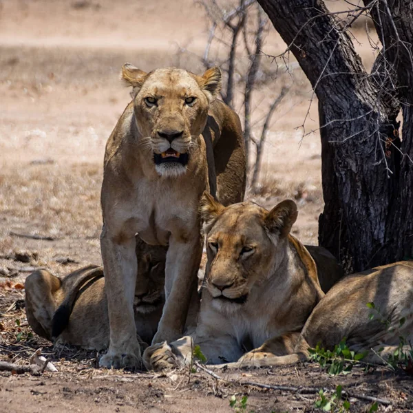 Leões Fêmeas Savana África Austral — Fotografia de Stock