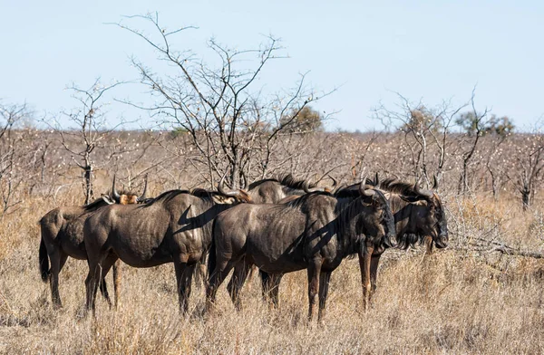 Groupe Gnous Bleus Dans Savane Afrique Australe — Photo