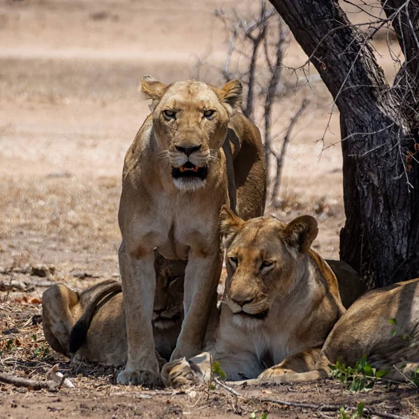 Güney Afrika Savana Dişi Aslan — Stok fotoğraf