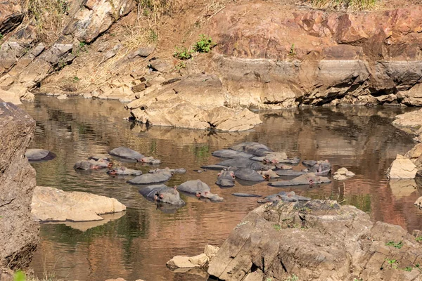 Hippos in a watering hole in Southern African savanna