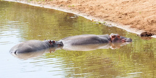 Hipopótamos Abrevadero Sabana Del Sur África — Foto de Stock