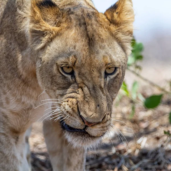Leão Fêmea Savana África Austral — Fotografia de Stock