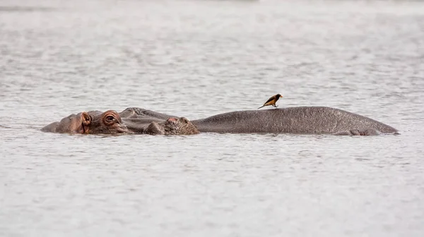 Flusspferde Einem Wasserloch Der Südafrikanischen Savanne — Stockfoto