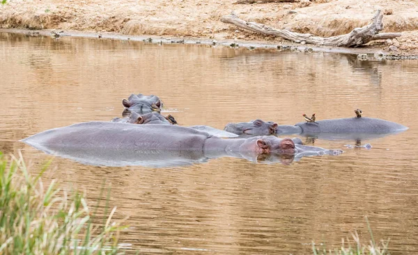 Flodhästar Ett Vattenhål Södra Afrikanska Savannen — Stockfoto