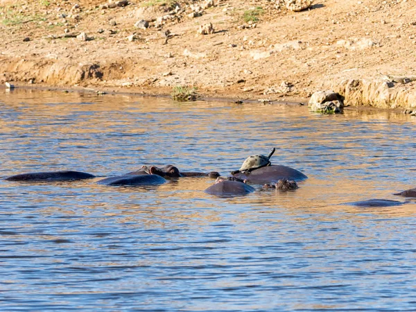 Flodhästar Ett Vattenhål Södra Afrikanska Savannen — Stockfoto