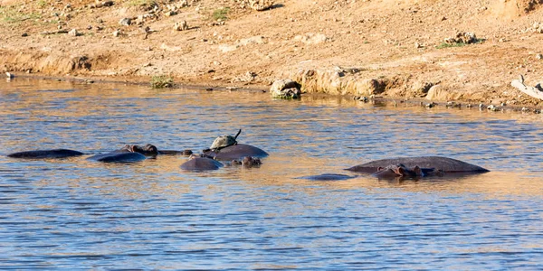 Flusspferde Einem Wasserloch Der Südafrikanischen Savanne — Stockfoto