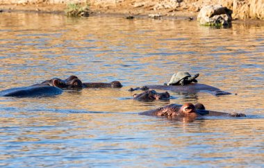 Suaygırları Güney Afrika savana bir sulama delik içinde