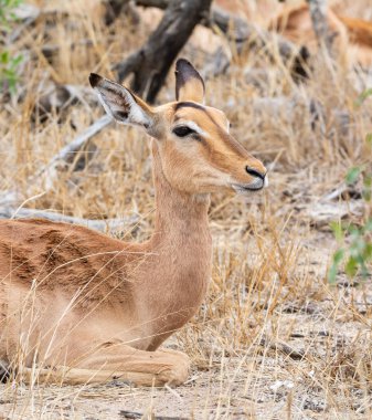 Güney Afrika savana bir kadın Impala