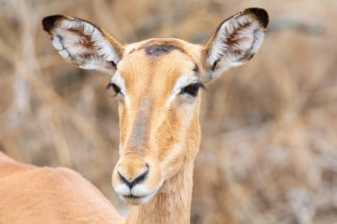 Güney Afrika savana bir kadın Impala