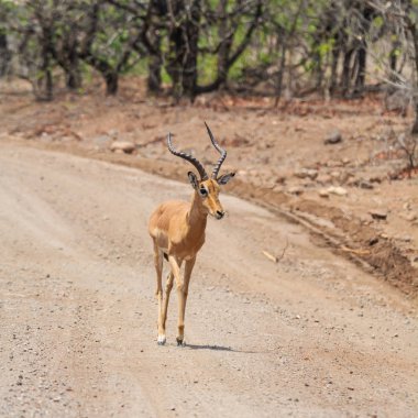 Güney Afrika savana bir Impala RAM'de