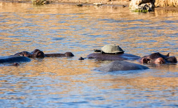 Flusspferde Einem Wasserloch Der Südafrikanischen Savanne — Stockfoto