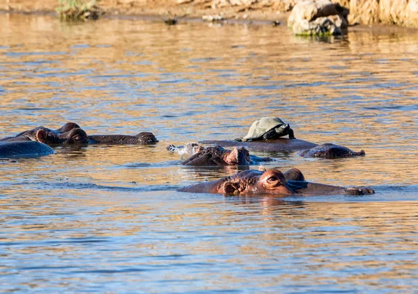 Flusspferde Einem Wasserloch Der Südafrikanischen Savanne — Stockfoto