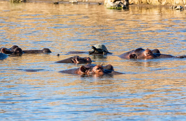 Hippos in a watering hole in Southern African savanna