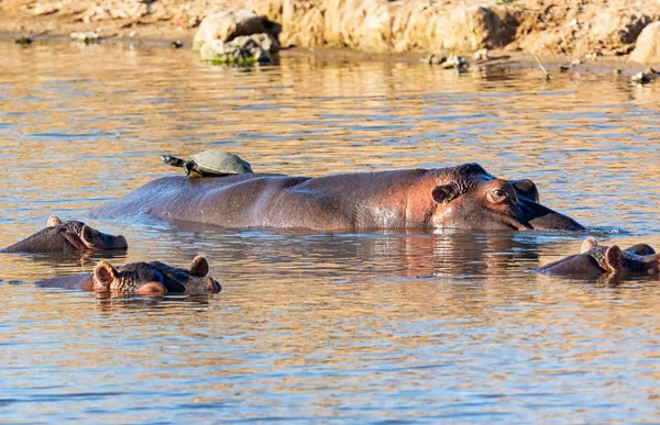 Flusspferde Einem Wasserloch Der Südafrikanischen Savanne — Stockfoto