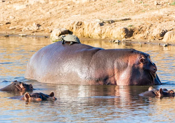 Flusspferde Einem Wasserloch Der Südafrikanischen Savanne — Stockfoto