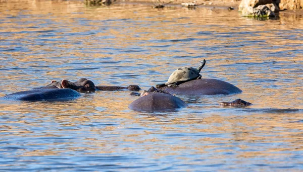 Suaygırları Güney Afrika Savana Bir Sulama Delik Içinde — Stok fotoğraf