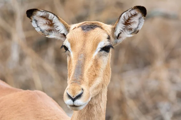 Impala Femminile Nella Savana Dell Africa Australe — Foto Stock